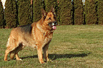 stehender Deutscher Schäferhund / standing German Shepherd