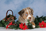 Miniature Australian Shepherd Welpe / miniature australian shepherd puppy