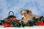 Miniature Australian Shepherd Welpe / miniature australian shepherd puppy