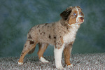 Miniature Australian Shepherd Welpe / miniature australian shepherd puppy