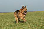 rennender Deutscher Schäferhund / running German Shepherd