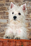 West Highland White Terrier Welpe / West Highland White Terrier Puppy