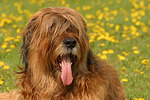 Briard / berger de brie