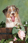 Miniature Australian Shepherd Welpe / miniature australian shepherd puppy