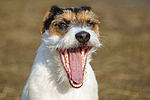 Parson Russell Terrier