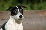 Jack Russell Terrier