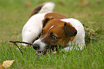 Jack Russell Terrier