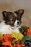 Papillon Welpe / papillon puppy