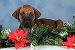 Rhodesian Ridgeback Welpe / rhodesian ridgeback puppy