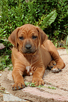 Rhodesian Ridgeback Welpe / rhodesian ridgeback puppy