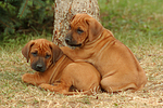 Rhodesian Ridgeback Welpen / rhodesian ridgeback puppies