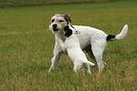 2Parson Russell Terrier