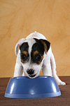 fressender Parson Russell Terrier Welpe / eating PRT puppy