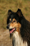 Langhaarcollie Portrait / longhaired collie portrait