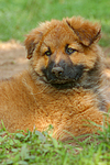 Harzer Fuchs Welpe / Harzer Fuchs puppy