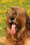 Briard / berger de brie