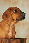 Rhodesian Ridgeback Welpe / rhodesian ridgeback puppy