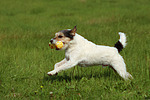 Parson Russell Terrier