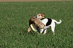 Parson Russell Terrier