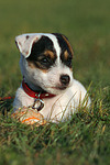 liegender Parson Russell Terrier Welpe / lying PRT puppy