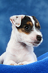 Parson Russell Terrier Welpe / parson russell terrier puppy