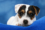 Parson Russell Terrier Welpe / parson russell terrier puppy