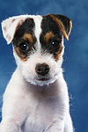 Parson Russell Terrier Welpe / parson russell terrier puppy