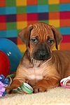 Rhodesian Ridgeback Welpe / rhodesian ridgeback puppy