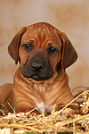 Rhodesian Ridgeback Welpe / rhodesian ridgeback puppy