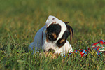 liegender Parson Russell Terrier Welpe / lying PRT puppy