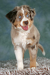 Miniature Australian Shepherd Welpe / miniature australian shepherd puppy