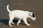 Parson Russell Terrier Welpe / parson russell terrier puppy