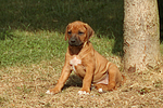 Rhodesian Ridgeback Welpe / rhodesian ridgeback puppy