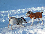 2 Hunde im Schnee / 2 dogs in snow