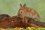 Zwergkaninchen / dwarf rabbit