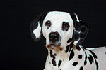 Dalmatiner / dalmatian