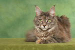 Maine Coon