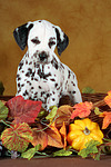 Dalmatiner Welpe / dalmatian puppy