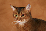 Abessinier / abyssinian cat