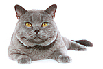 Britisch Kurzhaar / british shorthair