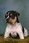 Jack Russell Terrier Welpe / jack russell terrier puppy