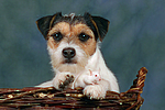 Parson Russell Terrier und Maus / dog and mouse