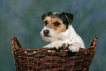 Parson Russell Terrier und Maus / dog and mouse