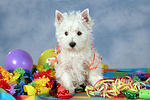 stehender West Highland White Terrier Welpe / standing West Highland White Terrier Puppy