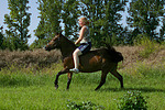 Isländer / icelandic horse