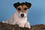 Parson Russell Terrier