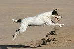 springender Parson Russell Terrier / jumping PRT