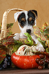 Parson Russell Terrier Welpe Portrait / PRT puppy portrait