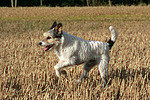 rennender Parson Russell Terrier / running PRT