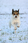 rennender Parson Russell Terrier im Schnee / running PRT in snow